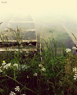 Plants growing on field