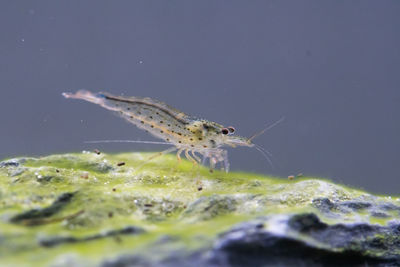 Close-up of amano shrimp on a rockscape