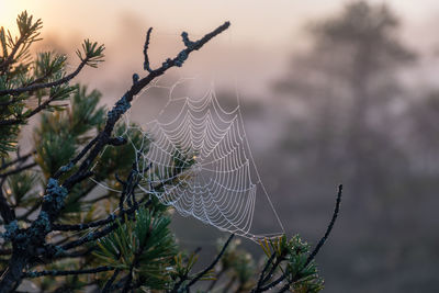 Close-up of spider web