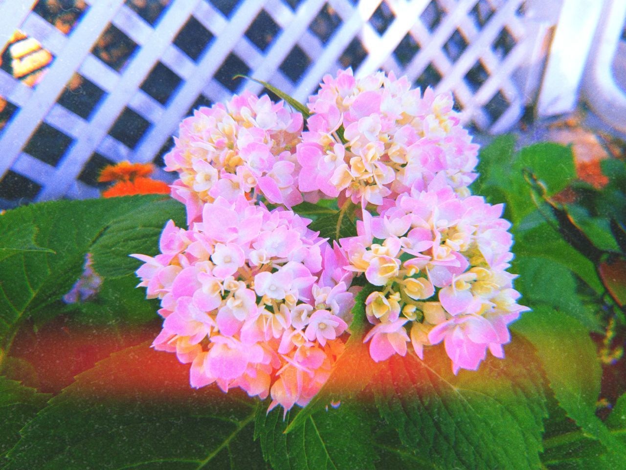 CLOSE-UP OF PINK FLOWERING PLANT AGAINST BLURRED BACKGROUND