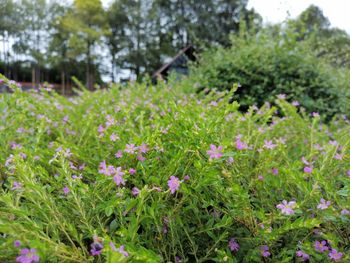 Close-up of flowering plants in garden