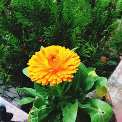 Close-up of yellow flower blooming in garden