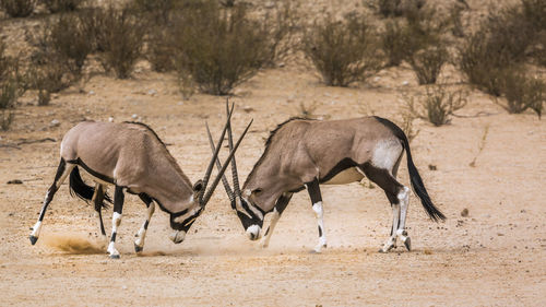 Side view of horses on land