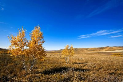 Autumn trees on field against sky