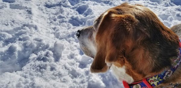 Close-up of dog on snow against sky