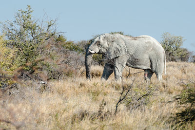 Elephant in a field