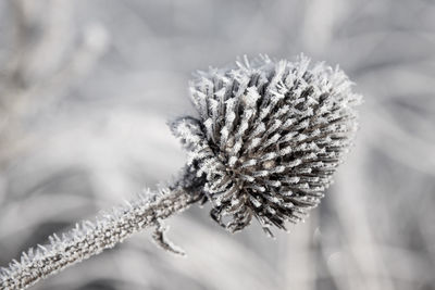 Close-up of snow on plant