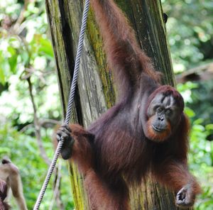 Close-up of orangutan hanging on rope against trees