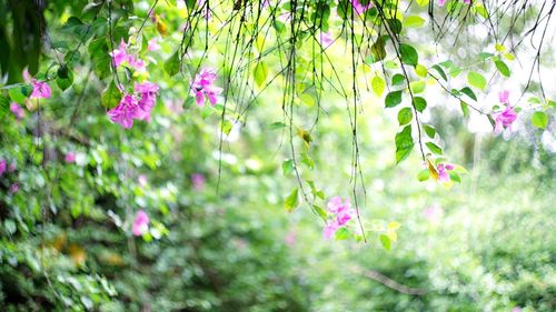 Purple flowers growing on tree