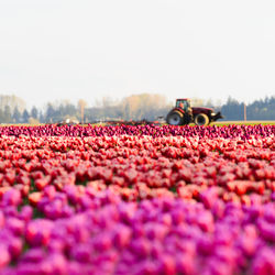 View of flowering plants on field