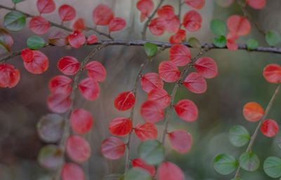 Close-up of red flowering plants