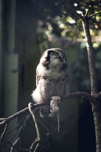 Close-up of bird perching on branch