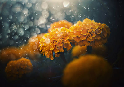 Close-up of yellow flowers