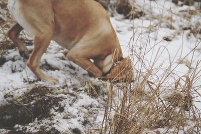 Dog on field
