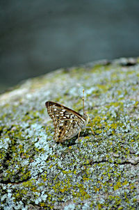 Close-up of insect on leaf