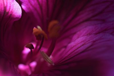 Full frame shot of magenta flower