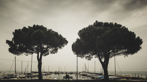 Silhouette of trees on seashore