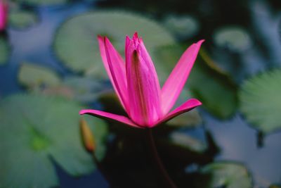 Close-up of pink water lily