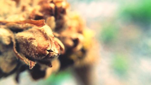 Close-up of plant against blurred background