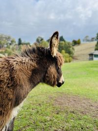 Horse grazing on field