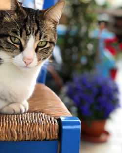 Close-up of cat in basket