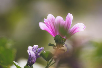 Close-up of pink flowering plant