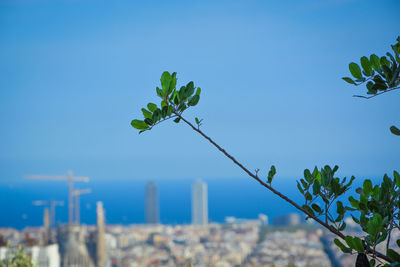 Plant against clear blue sky
