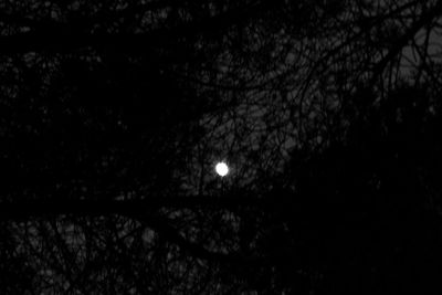 Low angle view of trees against moon at night