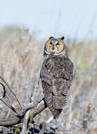 Long eared owl