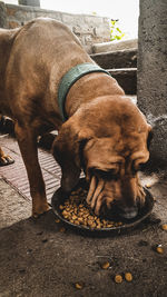 Close-up of dog sleeping on street