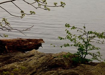 Plants growing on rocks by lake