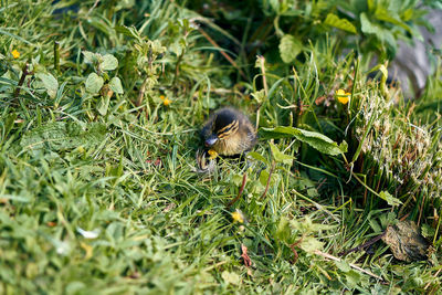 Bird perching on a field