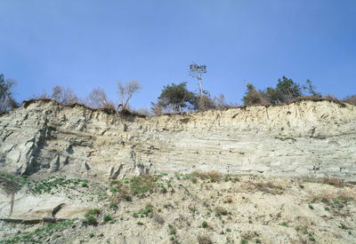 Plants growing on land against sky