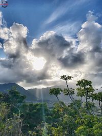 Low angle view of plants against sky