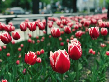 Close-up of red tulips in field