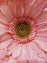 Full frame shot of pink flower