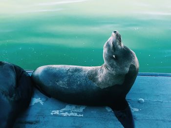 Close-up of sea lion swimming in water