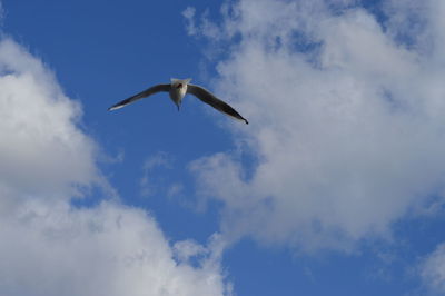 Low angle view of seagull flying in sky