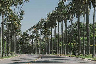 Road amidst palm trees against sky