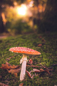 Close-up of fly agaric mushroom on field