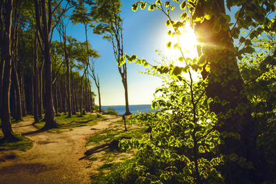 Trees on beach against sky