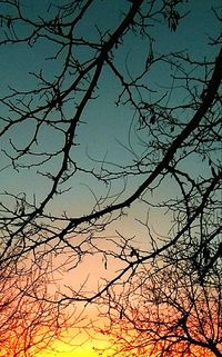 Low angle view of silhouette bare tree against sky