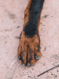 Low section of dog standing on footpath