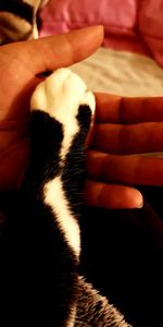 Close-up of hand holding cat on bed