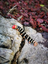 Close-up of insect on rock