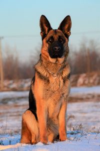 Portrait of dog on field during winter