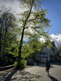 Trees against sky