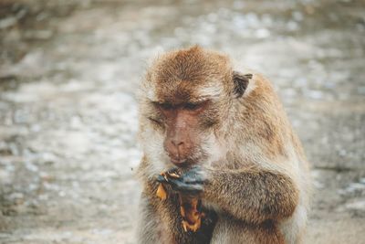 Close-up of monkey