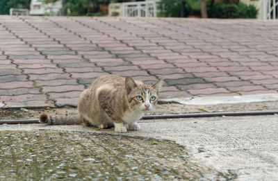 Cat on footpath