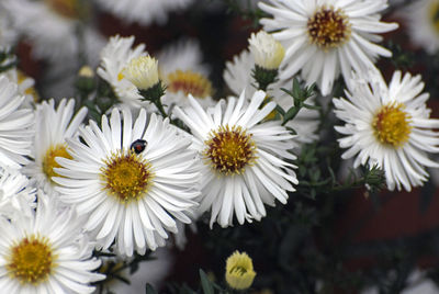 Close-up of white daisy flowers